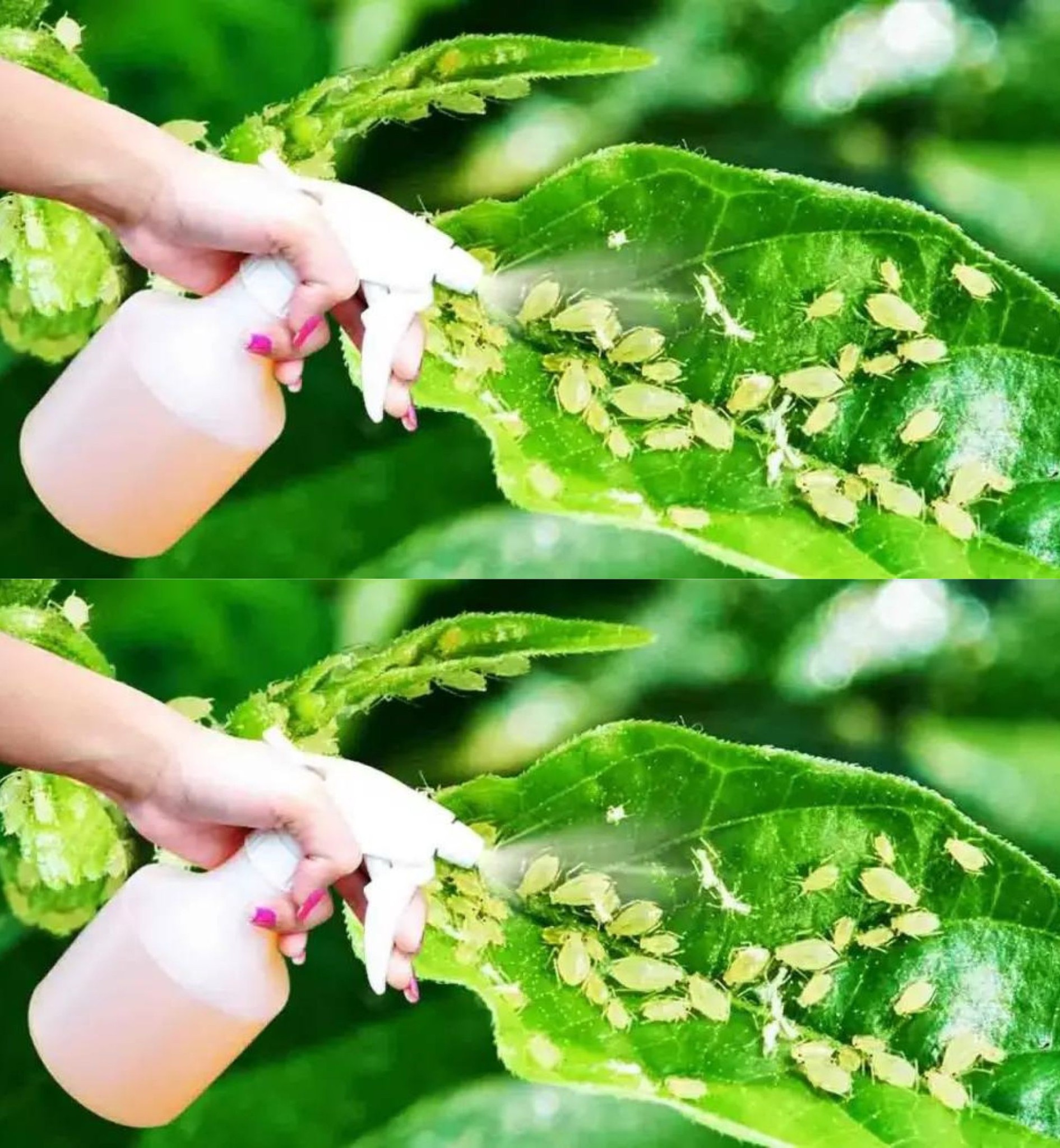 How to get rid of aphids that plague plants? 5 natural pesticides to make at home