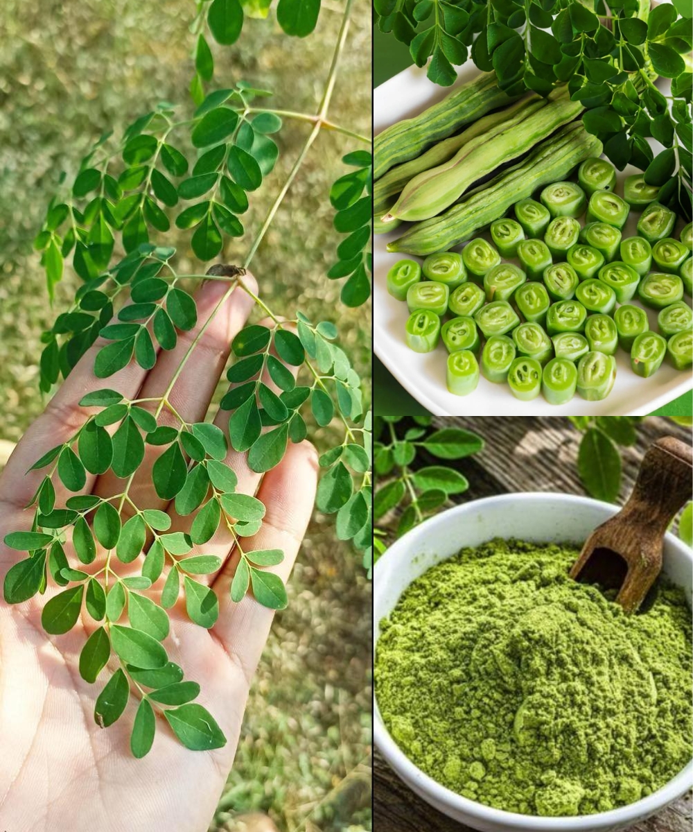 The Hidden Power of Moringa: The Unpretentious Wonder of Nature …