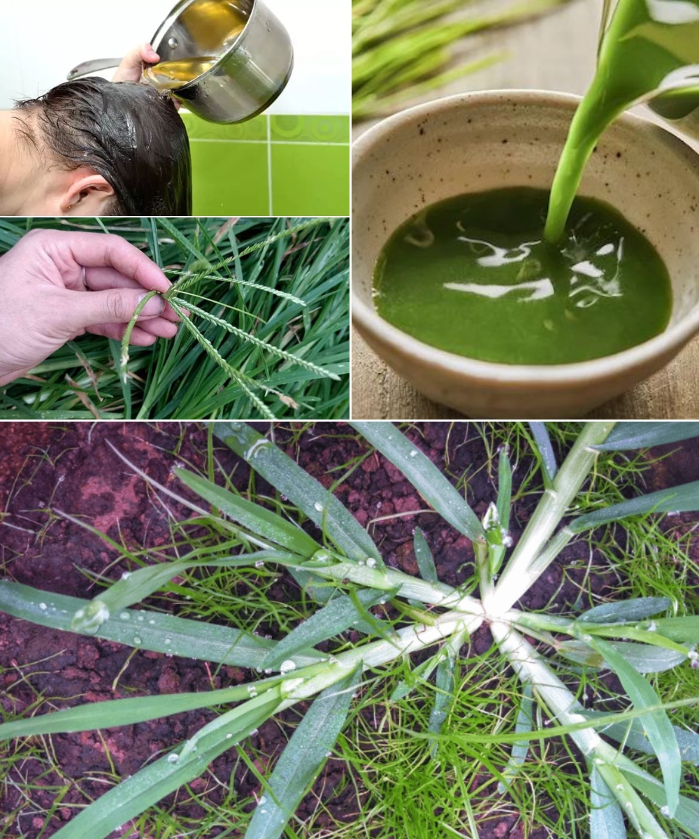 A weed that seems useless, but a drink made from it is even better than corn silk….