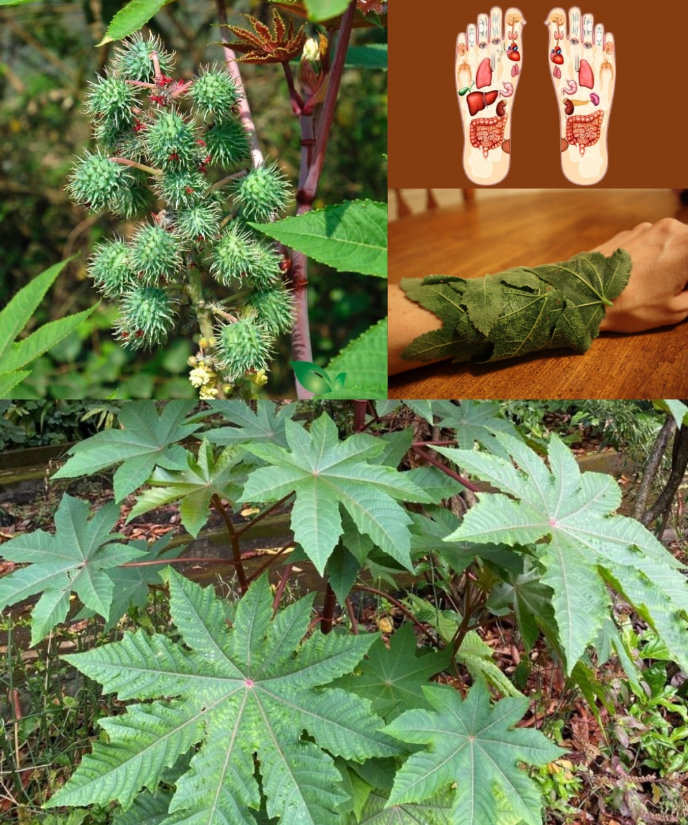 Seeing this plant is like finding “gold” in the garden—don’t throw it away… Read more