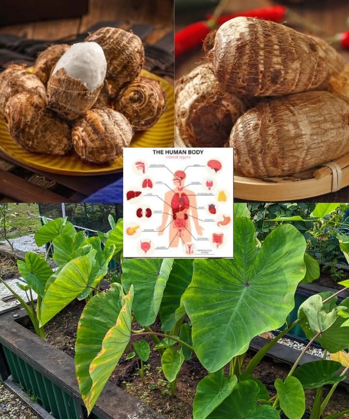 Most people have no idea how powerful the root of this plant is…