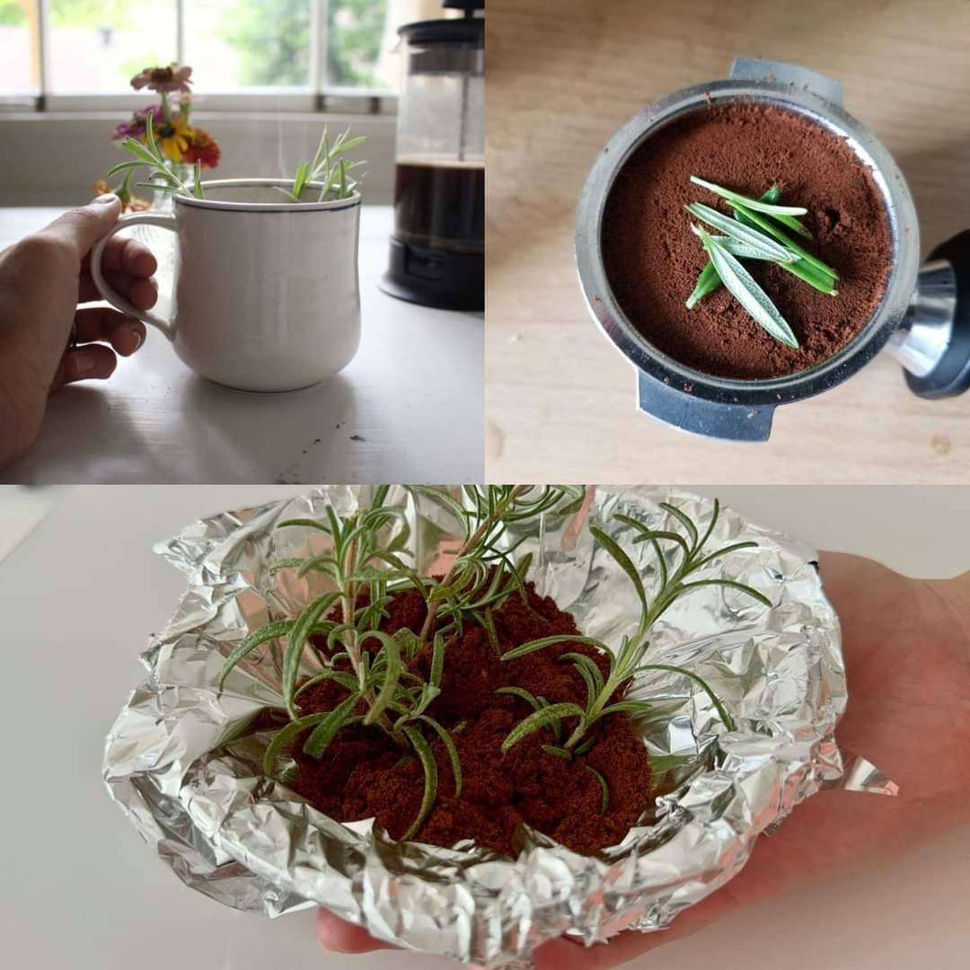 Simply Stick Rosemary in Your Coffee! The Effect is Stunning!
