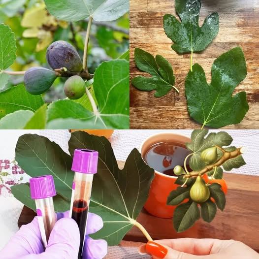 Why You Should Eat 2 Fig Leaves a Day