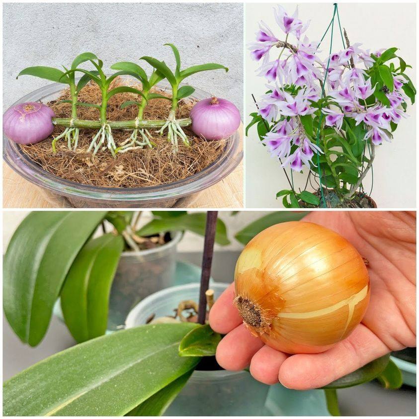 Just 1 Onion! And Your Orchid Blooms Continuously All Year Round! (Did You Know That?)
