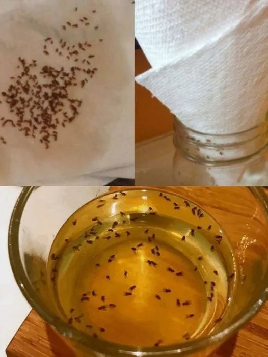 Say Goodbye to Fruit Flies and Mosquitoes for Good – the toy-tool trick changes everything