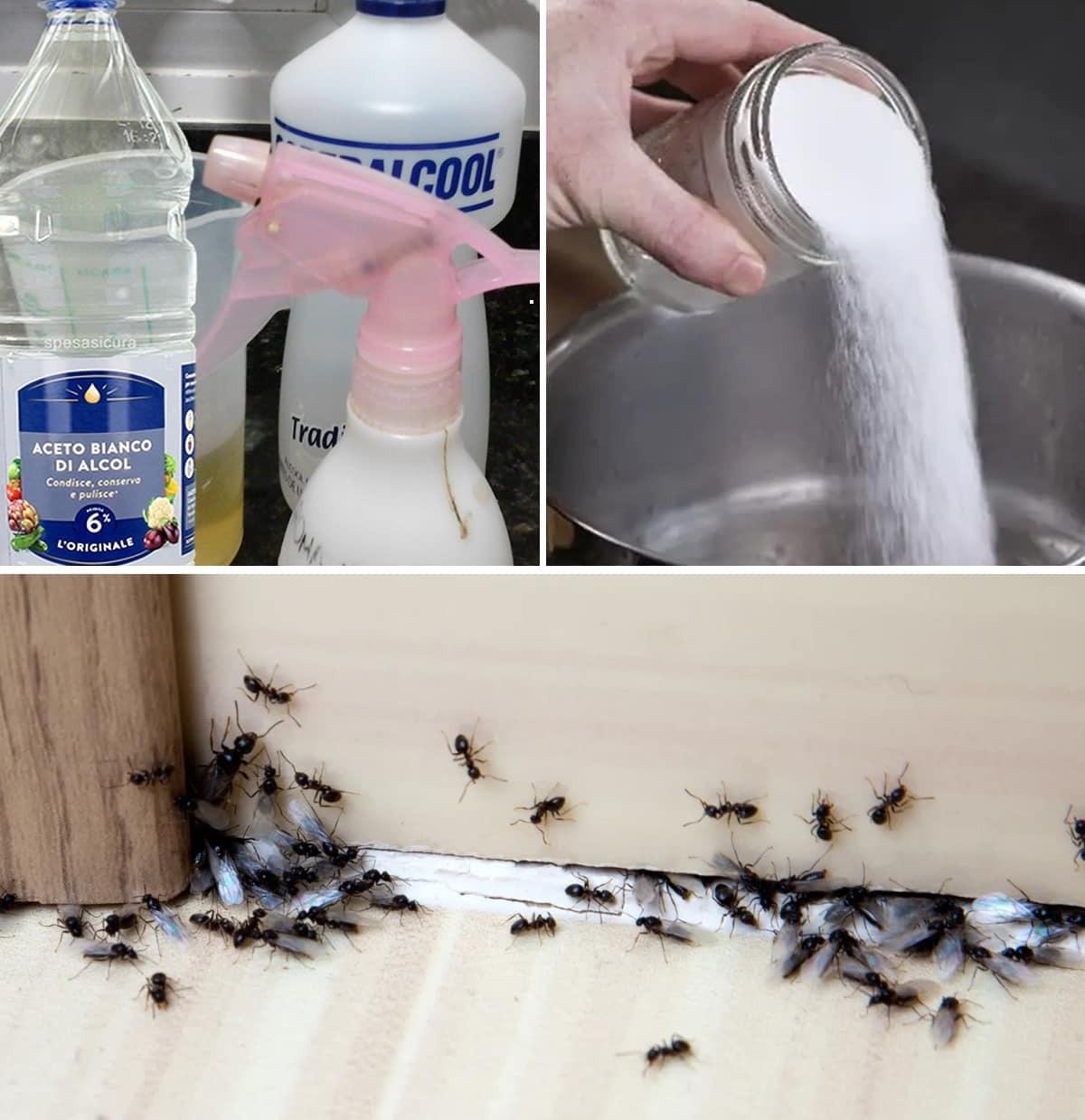 How to get rid of fleas, ants and cockroaches from home for good