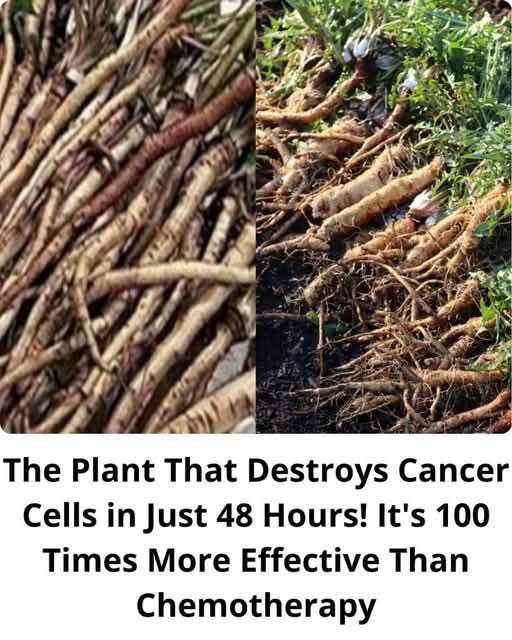 The Plant That Destroys Cancer Cells in Just 48 Hours! It’s 100 Times More Effective Than Chemotherapy