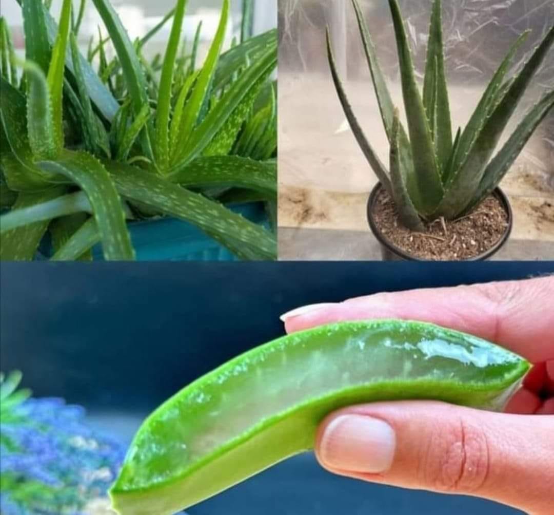 Hair Grows Like Crazy and Doesn’t Fall Out! This is the Best Remedy! Aloe Vera for Hair!