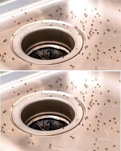 7 Effective and Natural Remedies to Eliminate Kitchen Mosquitoes