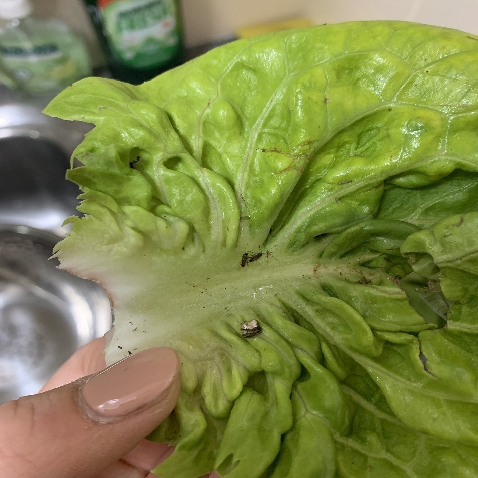 I’m going to file a complaint”: buy a salad from Aldi and discovers traces of