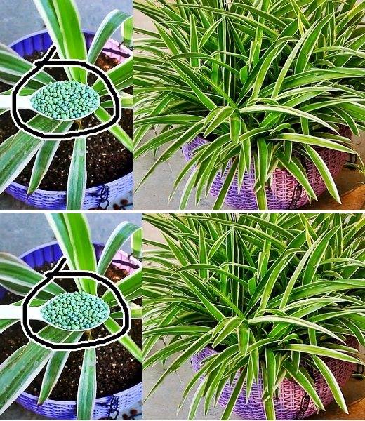 How to make your spider plant flower quickly and perfume your entire house