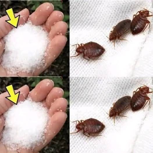 Goodbye to bedbugs in the garden, other than chemical insecticides: they float immediately