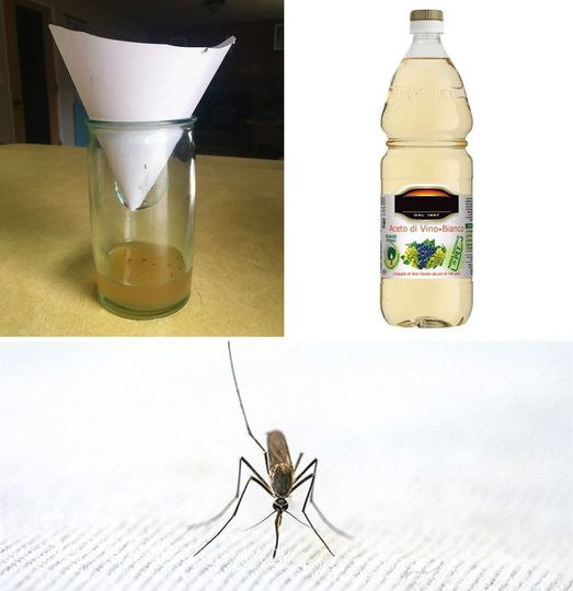 This simple bottle is the perfect trap to keep mosquitoes away… See more