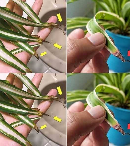 Why do spider plant tips turn brown?