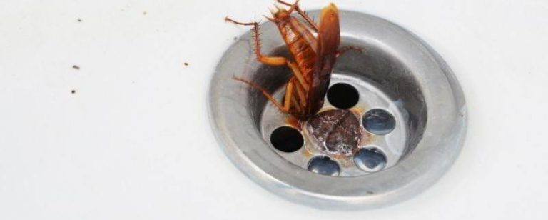 Eliminate Cockroaches Forever: The Easy Way to Unclog Your Sink Drain