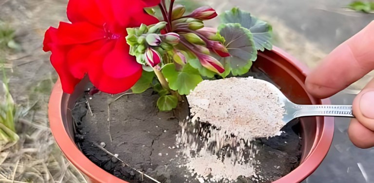 DRY JUST A LITTLE ON YOUR PLANTS: THEY WILL BLOOM IN JUST A WEEK