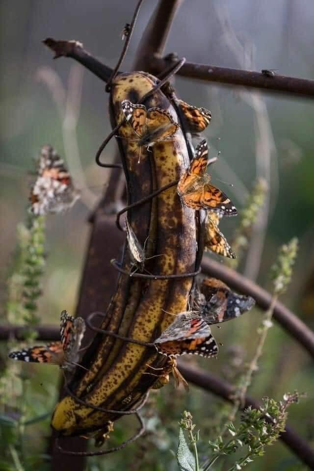 Recycle overripe bananas by hanging them up in the garden. Butterflies love them. So happy to see so many sharing. Hope to see more Butterflies.