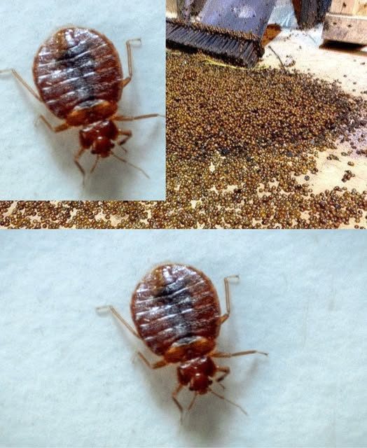 The Housewife’s Secret to Eliminating Bed Bugs from Your Home