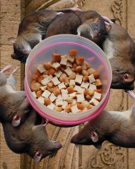 Eliminate Rats with Baking Soda: A Natural and Effective Solution