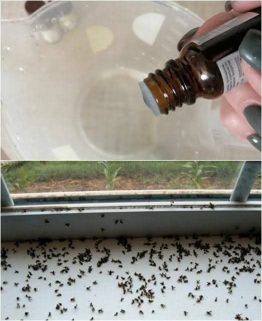 Effective Natural Remedies to Eliminate Flies from Your Home
