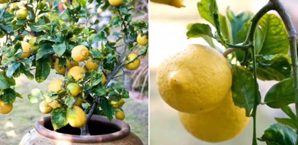 How to plant lemons in pots starting from seeds