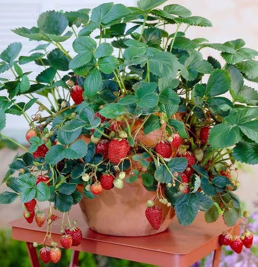 How to grow large and juicy strawberries at home