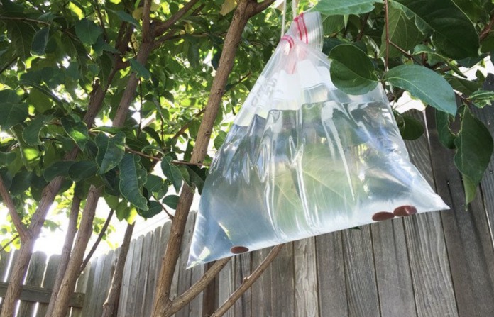Here’s Why You should Hang Bags Full of Water in Your Porch Full article