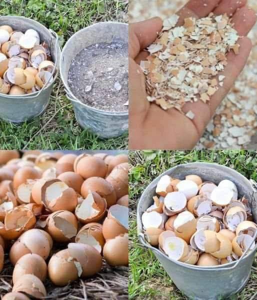 Here’s What You Can Do with Egg Shells