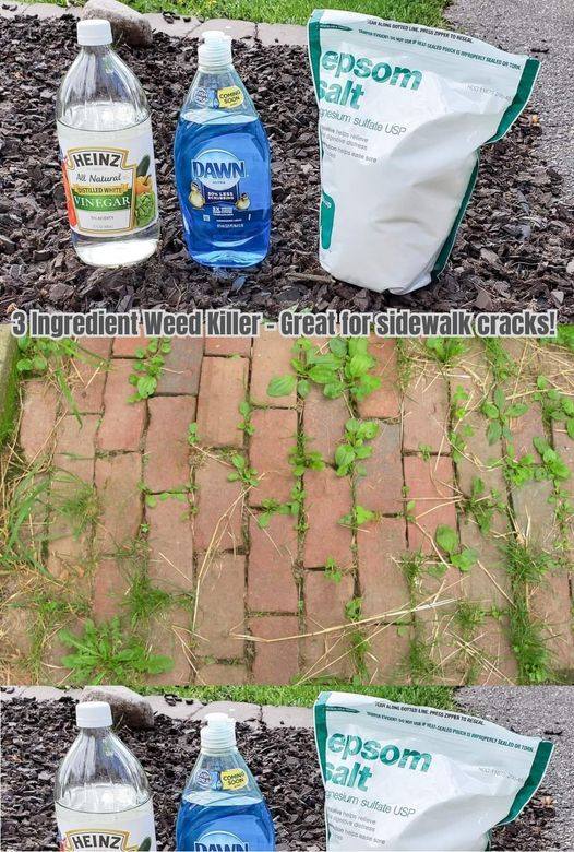 DIY 3 Ingredient Weed Killer