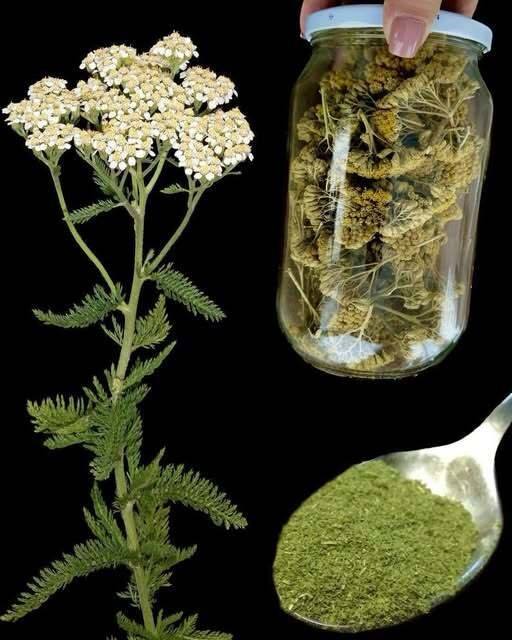 The plant in the photo is one of the most beautiful plants in the world, and many people don’t know why.