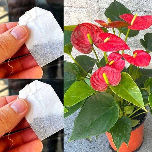 Anthurium, one sachet per month is enough to trigger an explosion of flowers