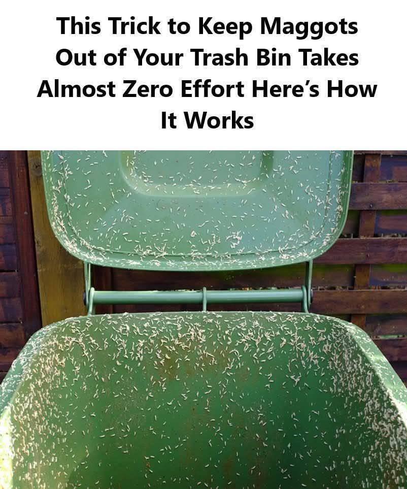 Maggots in the Trash Bin? Here’s How to Prevent Them