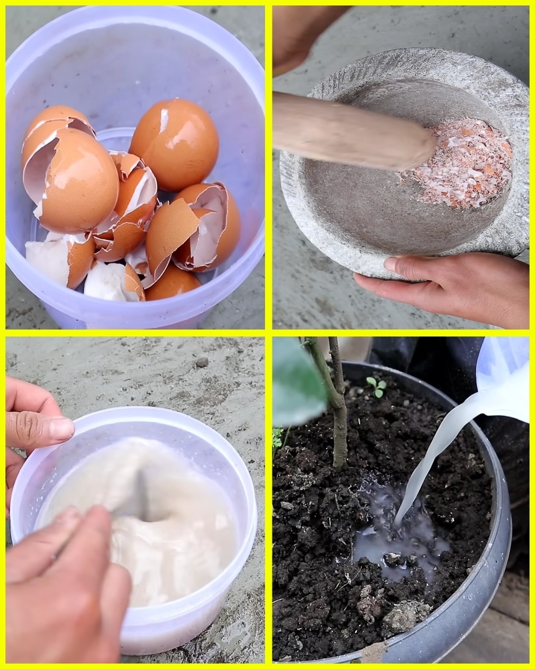 Never throw away eggshells: your plants will thank you!