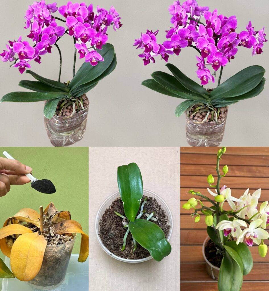 Reviving a Rotten Orchid: The Miracle Ingredient