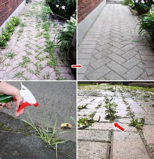 How to permanently remove weeds from your patio or garden