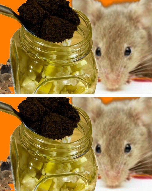 Rats and mice will not enter your home if they smell this scent