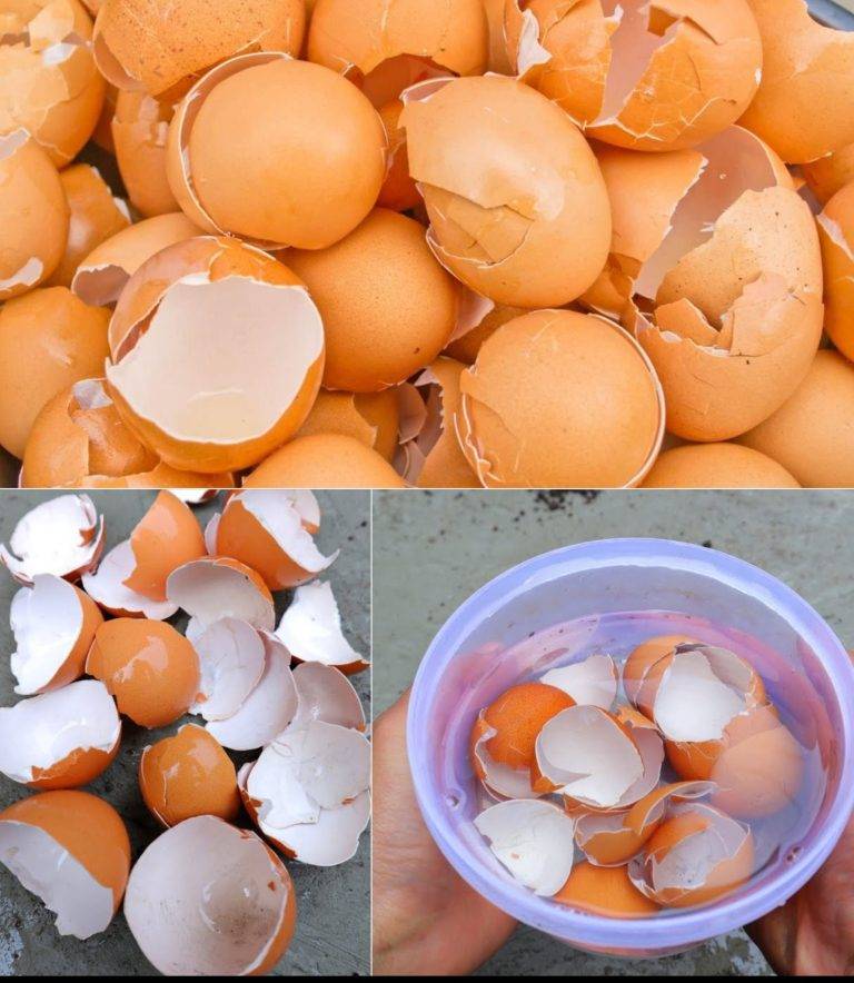 15 ingenious ways to use eggshells: They will transform your home and garden