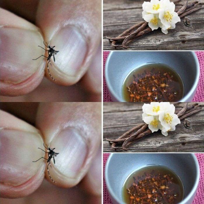 The most powerful insecticide against mosquitoes is in the kitchen: you can make them disappear at no cost