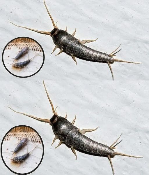 Silverfish at home: What attracts them and how to keep them away