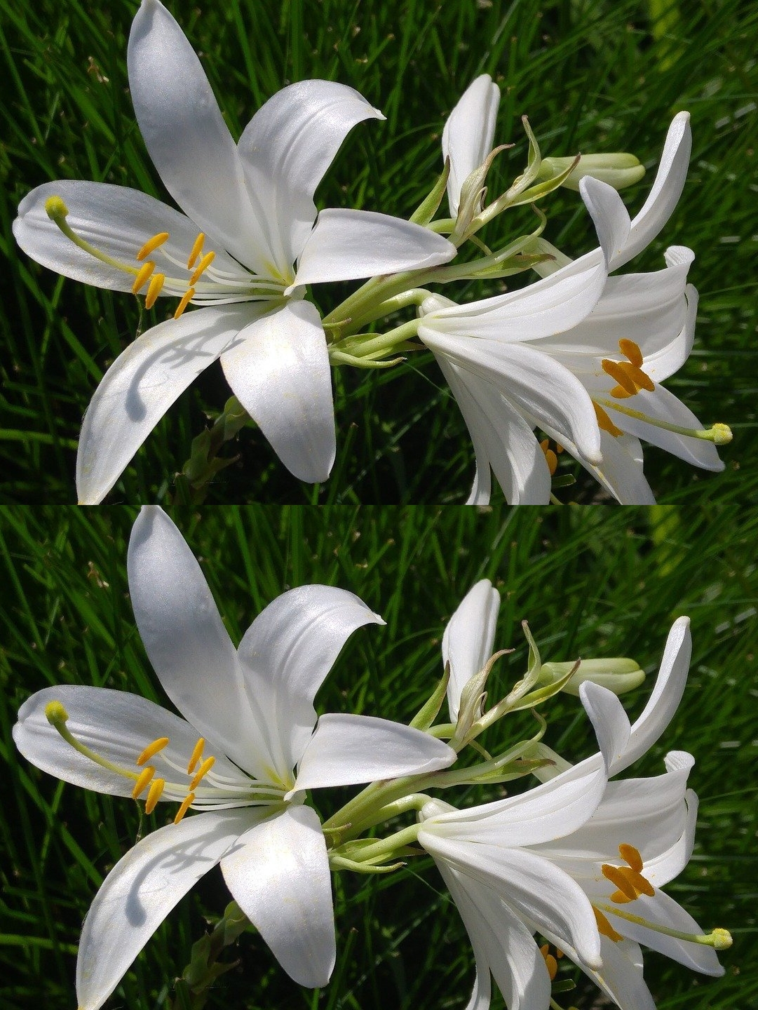 The flowers of WHITE LILY – a cure for bone pain, nail fungus