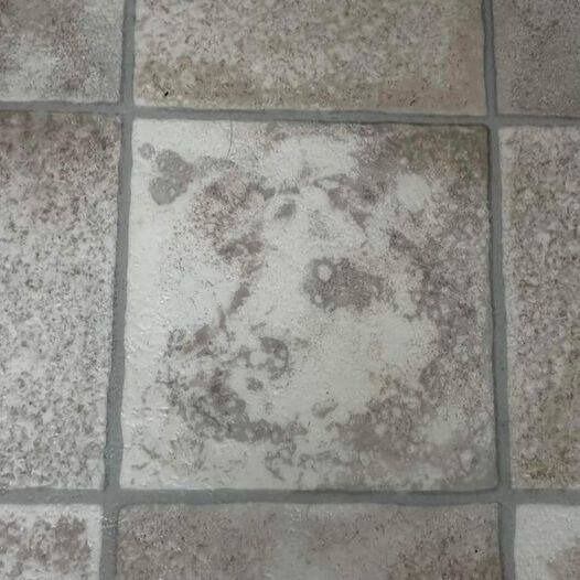 The Fascinating Phenomenon of Pareidolia: Finding Faces in Unexpected Places