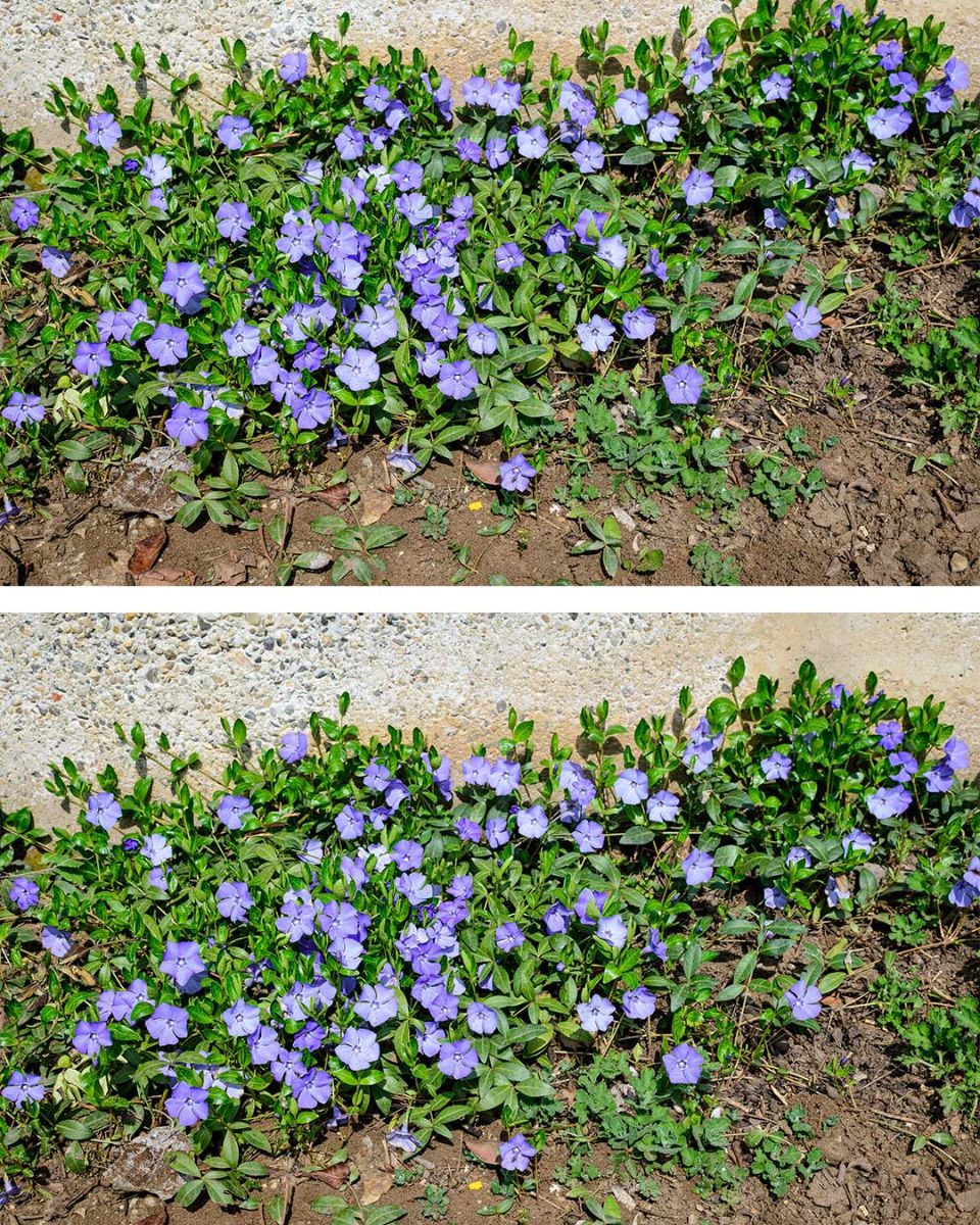 Most people are clueless about its power. This is more than just a plant. Here’s why