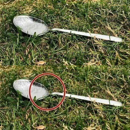 Always Put A Spoon Of Sugar In Your Backyard Before Leaving The House.