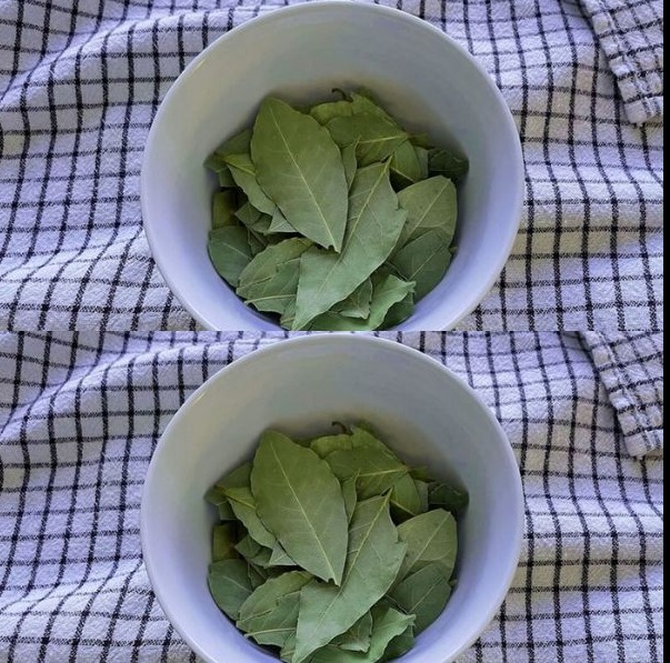 Discover the Wonders of Bay Leaf: Practical Uses and Unexpected Benefits at Home
