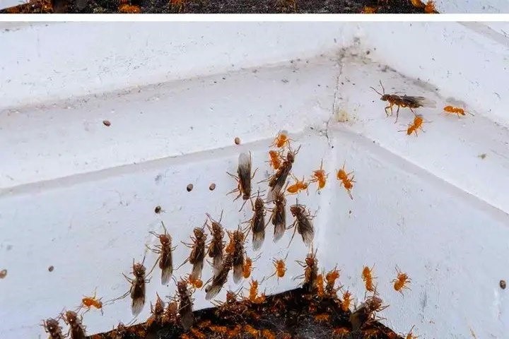 How to Effectively Eliminate Flying Ants in Your Home: A Comprehensive Guide