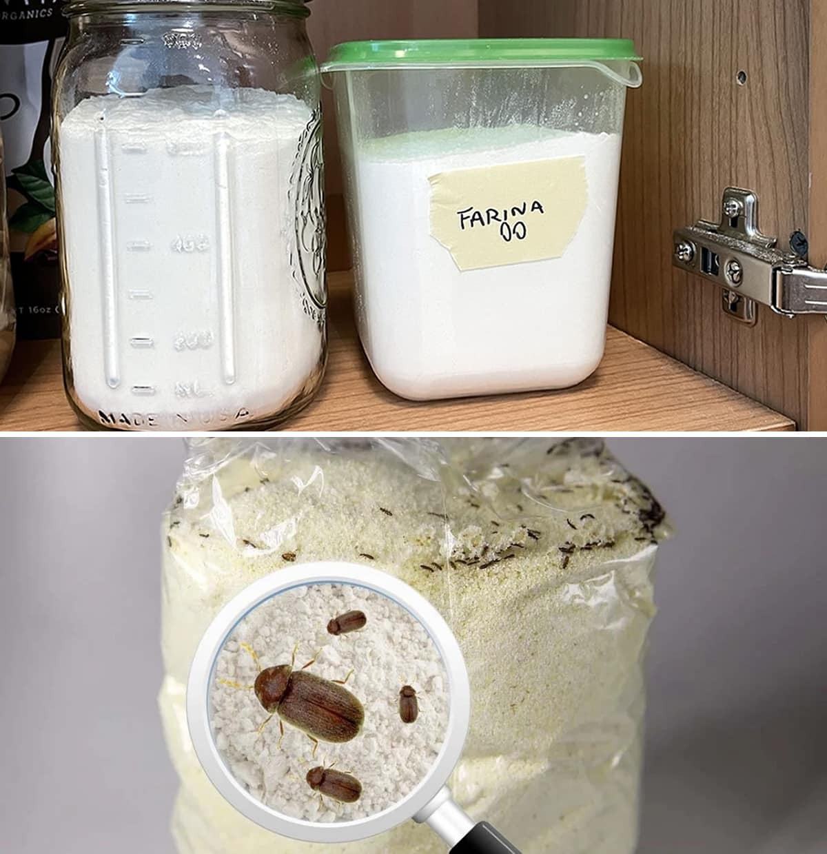 How to get rid of flour moth: the trick you needed!