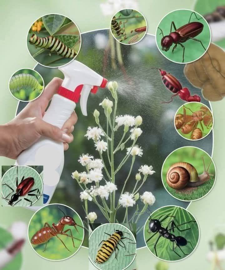 8 Powerful Natural Insecticides to Effectively Combat Your Stubborn Garden Pests