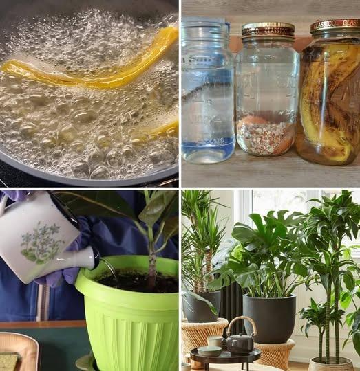 How to prepare “enriched” irrigation water: triple the growth and flowering of plants