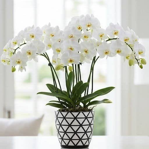 The flower is a Phalaenopsis orchid
