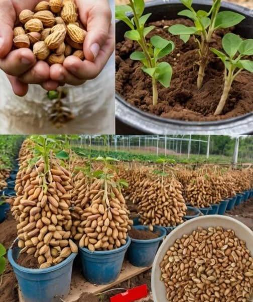 How to Grow Peanuts at Home in Plastic Containers